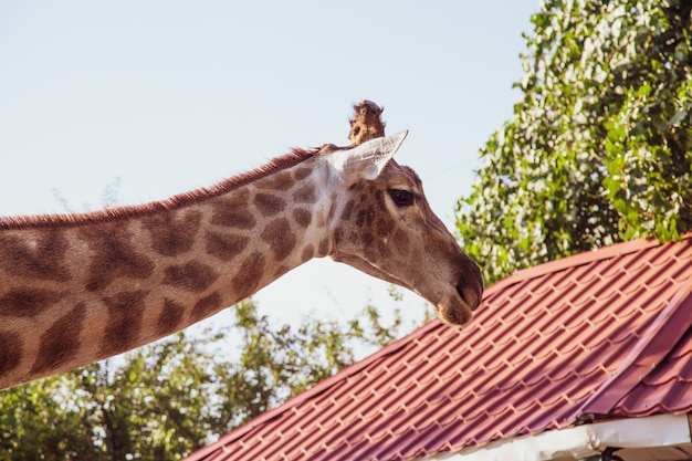 Foto orizzontale del primo piano dell'animale selvatico con effetto vintage