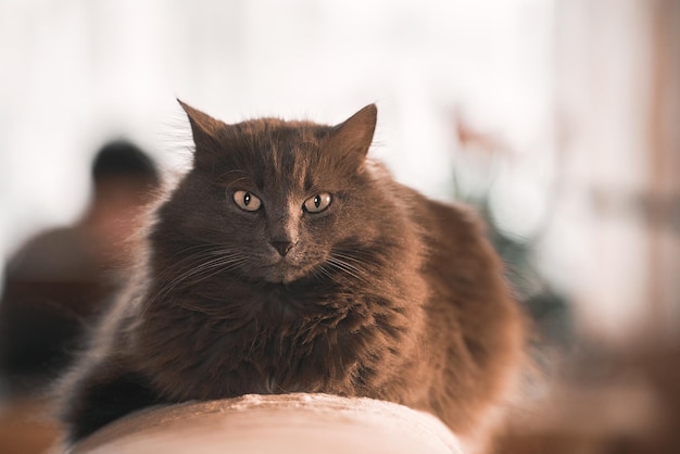 Foto orizzontale di un gatto che dorme su un divano