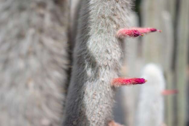 Foto per lo più sfocata dei fiori rosa rossi di cactus torcia d'argento o torcia lanosa Soffici spine bianche dense illuminate dal sole da destra Carta da parati esotica della natura estiva