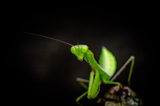 foto premium di fotografia macro insetto mantide