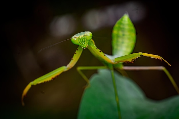 foto premium di fotografia macro insetto mantide