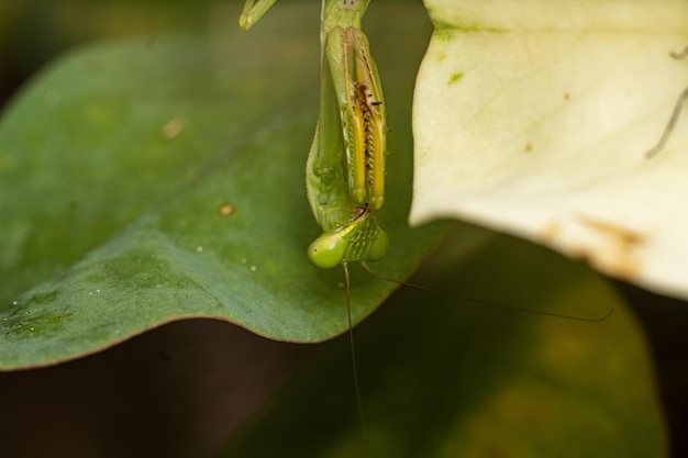 foto premium di fotografia macro insetto mantide