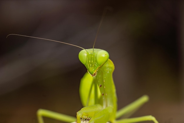 foto premium di fotografia macro insetto mantide