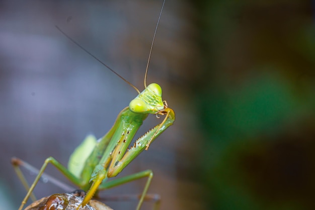 foto premium di fotografia macro insetto mantide