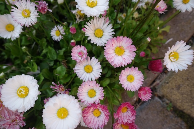 Foto primaverile di fioritura del fiore della margherita bianca rosa Colori pallidi fiore della marguerite della margherita