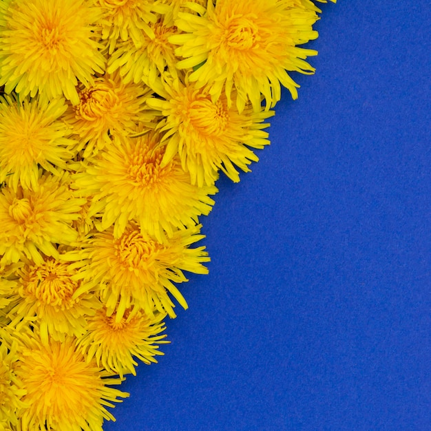 Foto quadrata Denti di leone gialli in diagonale. Su uno sfondo blu. Posto per il testo