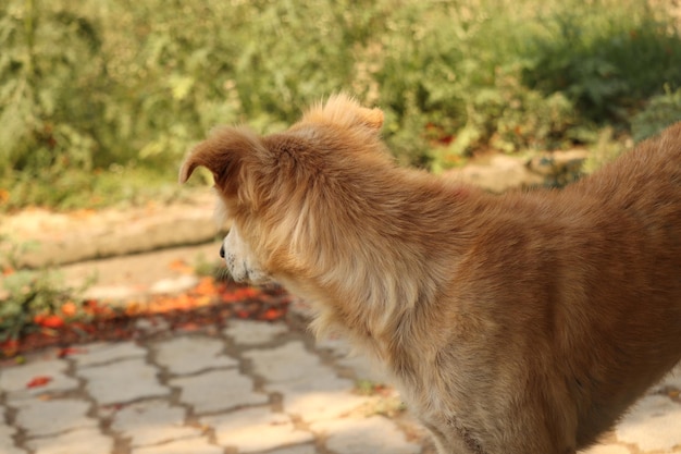 foto ravvicinata del cane di strada