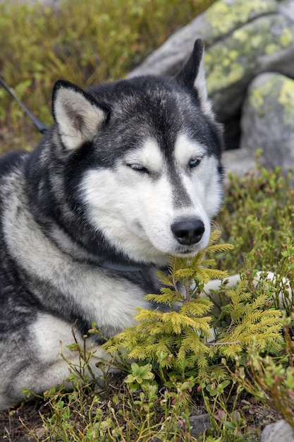 Foto ravvicinata del cane husky siberiano grigio e bianco sdraiato sullo sfondo della natura