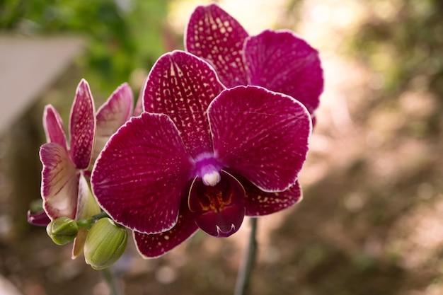 Foto ravvicinata del fiore di orchidea viola quando sboccia sul giardino fiorito.