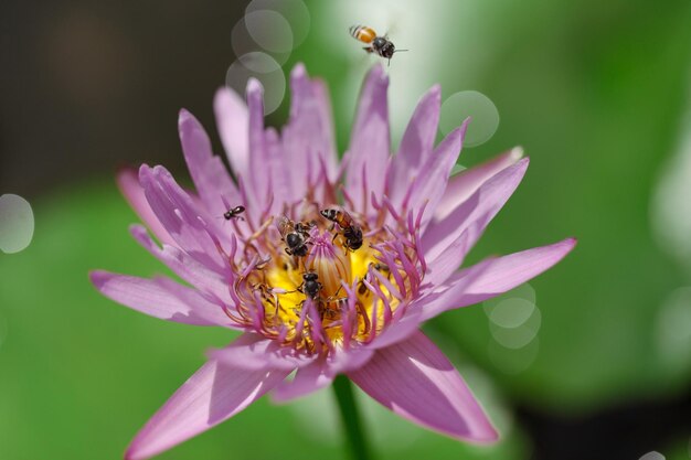 Foto ravvicinata del loto viola e dell'ape