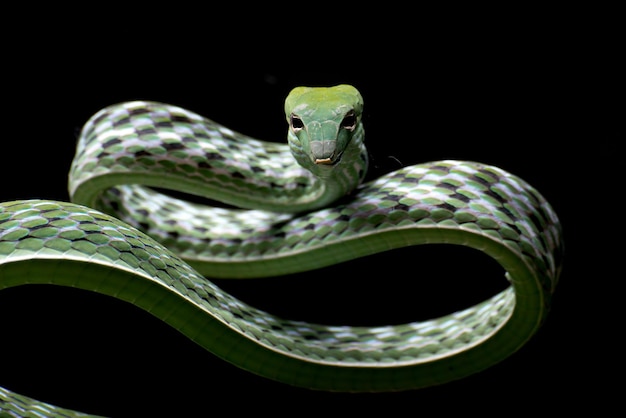 Foto ravvicinata del serpente di vite asiatico su sfondo nero