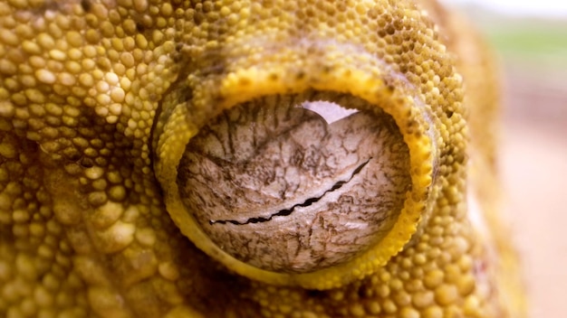 Foto ravvicinata dell'occhio di un rettile verde