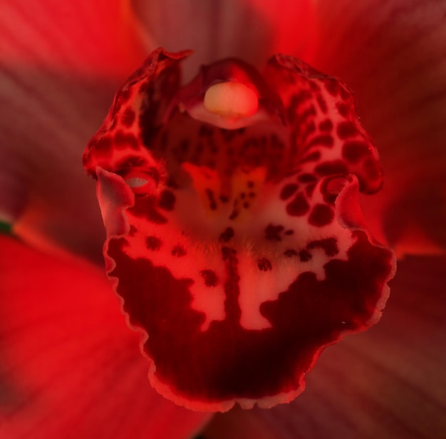 Foto ravvicinata dell'orchidea rosa
