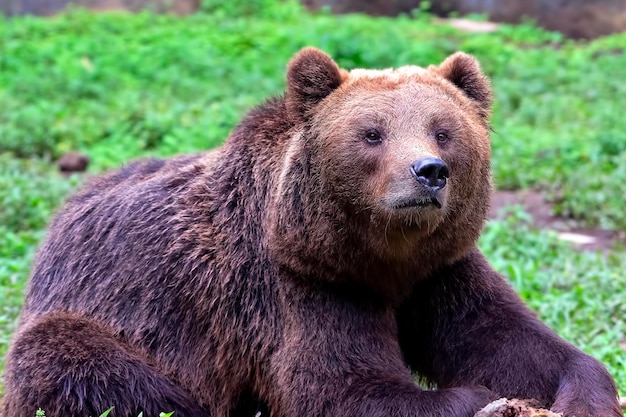 Foto ravvicinata dell'orso grizzly americano