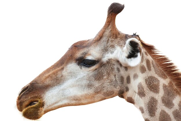 Foto ravvicinata della faccia della giraffa isolata su sfondo bianco...