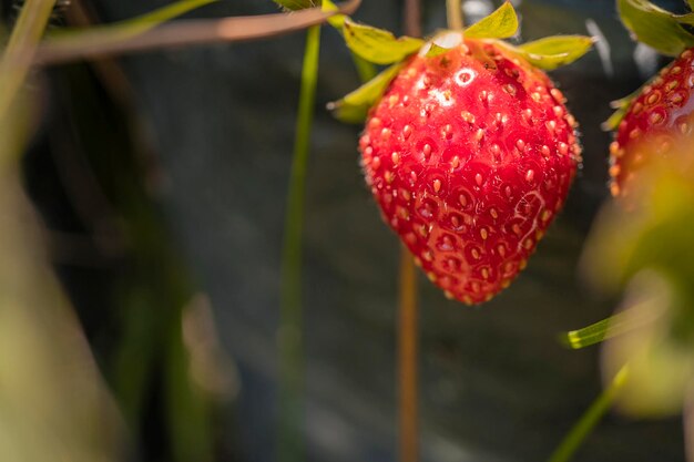 Foto ravvicinata della fragola rossa durante la stagione del raccolto nel giardino sul retro