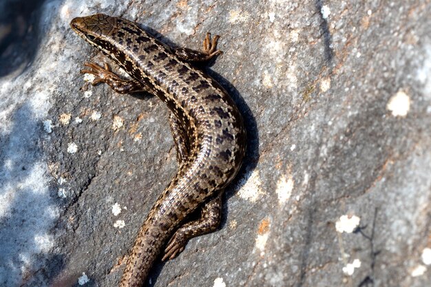 Foto ravvicinata della lucertola sulla roccia