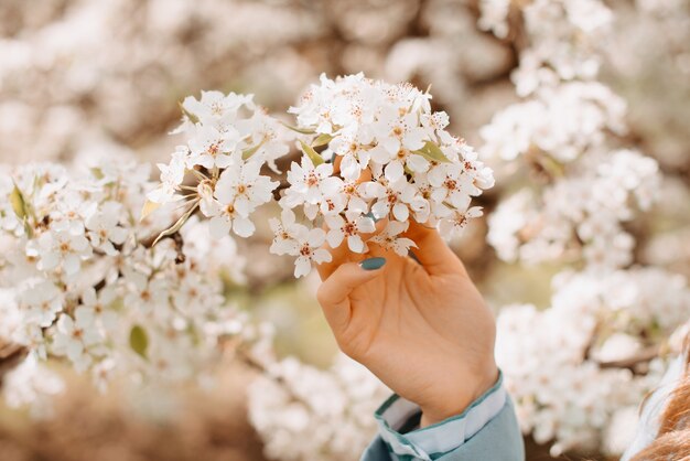 Foto ravvicinata della mano di una donna che tiene i fiori di ciliegio durante la primavera