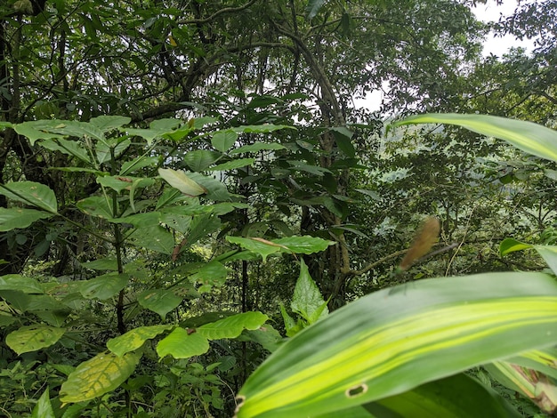 Foto ravvicinata della mosca del drago sopra il congedo verde sulla foresta tropicale.