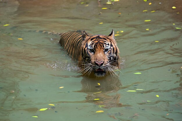 Foto ravvicinata della tigre del Bengala