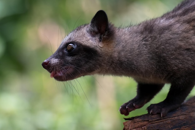 Foto ravvicinata dello zibetto asiatico delle palme