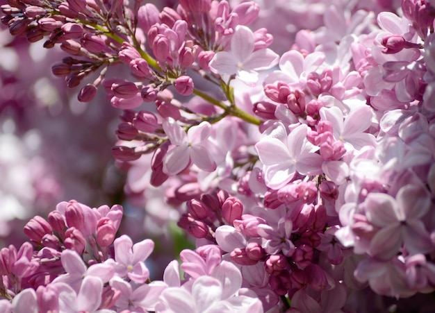 Foto ravvicinata di bellissimi fiori lilla. Fiori primaverili viola. Sfondo stagionale floreale.