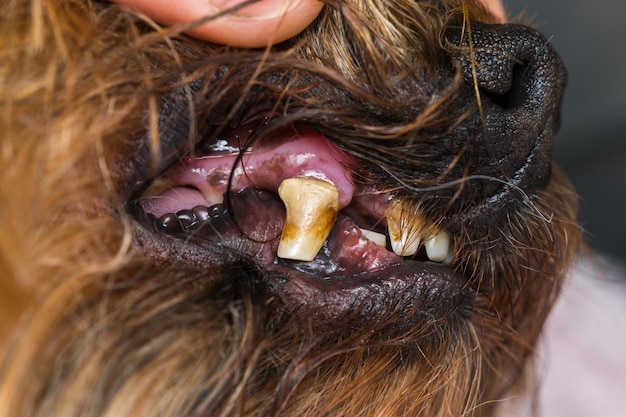 Foto ravvicinata di denti di cane con tartaro e erosione dentale