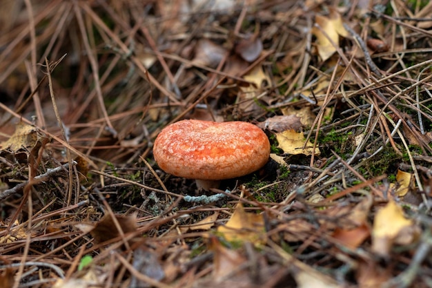 Foto ravvicinata di lactarius deliciosus Fungo del cappuccio del latte