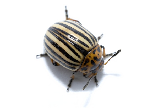 foto ravvicinata di Leptinotarsa decemlineata Scarabeo della patata del Colorado