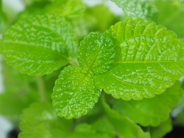 Foto ravvicinata di Mentha Mint