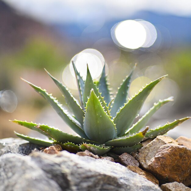 foto ravvicinata di succulente che cresce sulle rocce del deserto