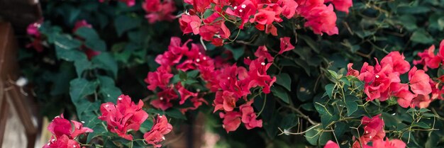 Foto ravvicinata di un bellissimo grappolo rosa di fiori di bouganville Rami floreali che fioriscono con bellissimi fiori rosa di bouganville nel banner web del giardino tropicale