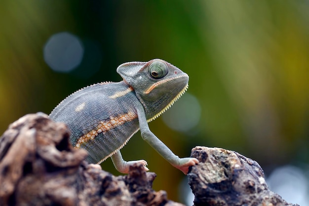 Foto ravvicinata di un camaleonte velato bambino