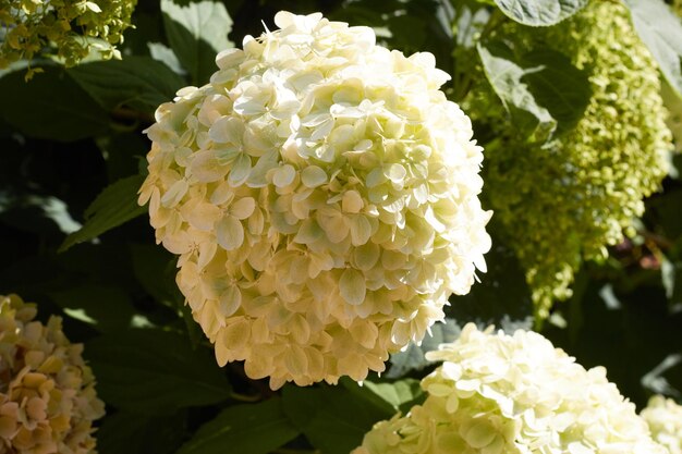 Foto ravvicinata di un fiore bianco di ortensie