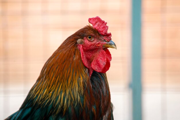 Foto ravvicinata di un gallo domestico o di un pollo allo zoo, uccelli di bestiame