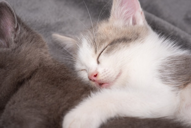 Foto ravvicinata di un gattino che dorme vicino a suo fratello e lo abbraccia. Gatti abbastanza piccoli insieme