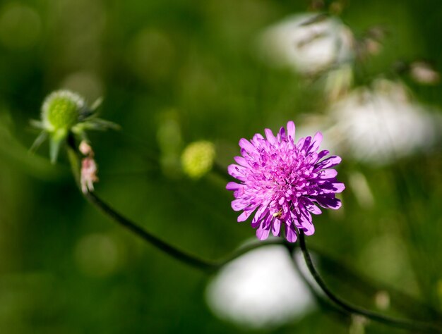 foto ravvicinata di un trifolium pratense in un prato