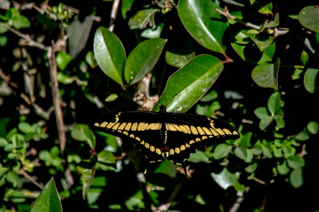 Foto ravvicinata di una bellissima farfalla Papilio thoas