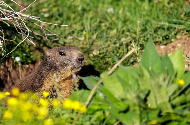 Foto ravvicinata di una marmotta selvatica