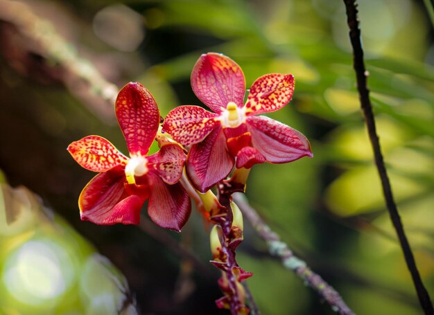 foto ravvicinata di una piccola orchidea rossa nella foresta