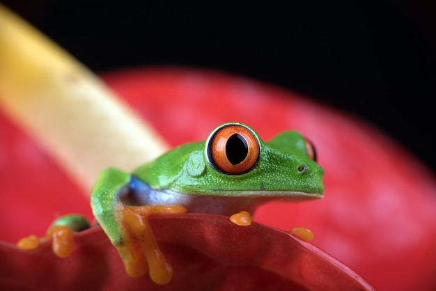 Foto ravvicinata di una raganella dagli occhi rossi