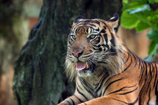 Foto ravvicinata di una tigre di Sumatra