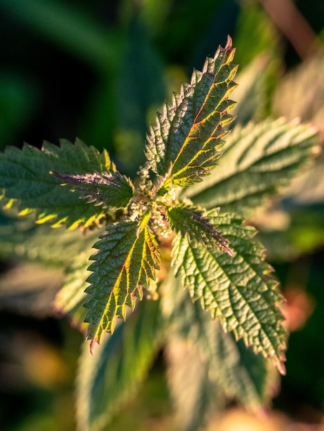 Foto ravvicinata di Urtica dioica dall'alto