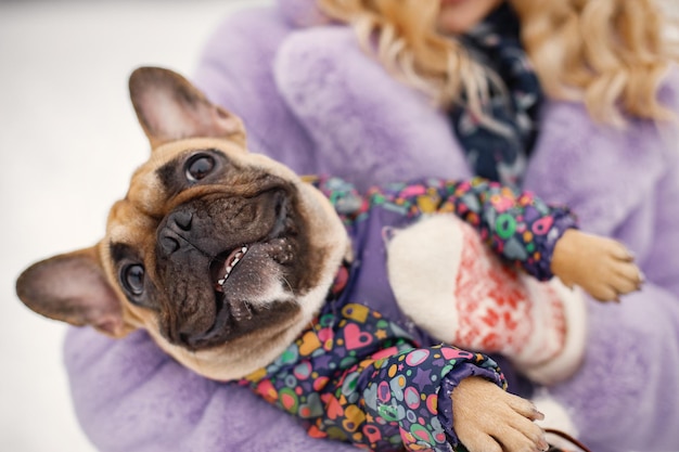 Foto ritagliata di un cane bulldog francese sulle mani della donna