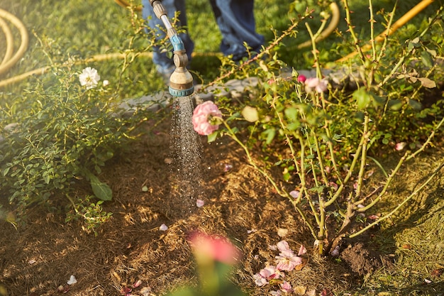 Foto ritagliata di un lavoratore premuroso che innaffia le rose da giardino da un irrigatore a tubo flessibile