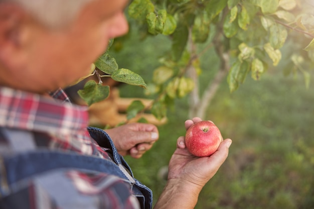 Foto ritagliata di un uomo dai capelli grigi che indossa una camicia a quadri e tiene in mano una mela rossa dal suo frutteto