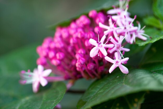 Foto romantica e naturale dei fiori rosa