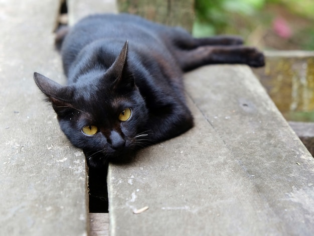 Foto simpatiche di gatto nero, occhi affascinanti che fissano il momento