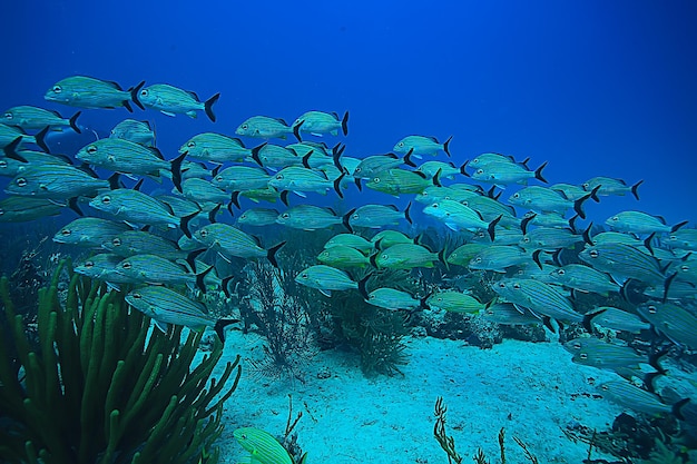 foto subacquea di scuola di pesce, Golfo del Messico, Cancun, risorse di pesca biologica