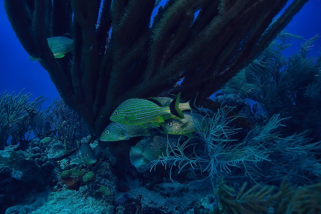 foto subacquea di scuola di pesce, Golfo del Messico, Cancun, risorse di pesca biologica